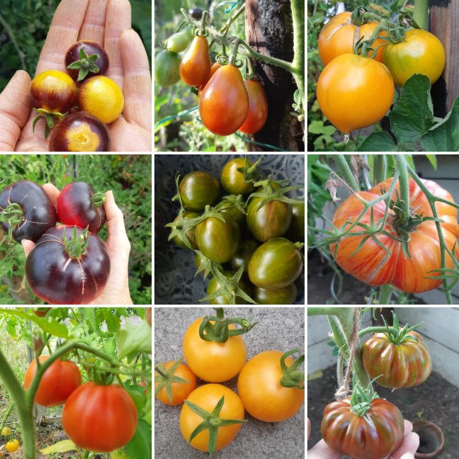 Tomaten 2026