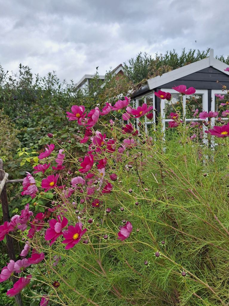 Herfst- bloemen in de moestuin