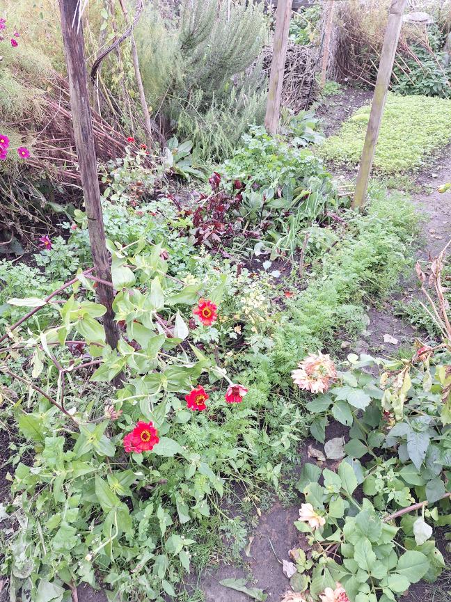 Overwoekerde moestuin of permacultuur